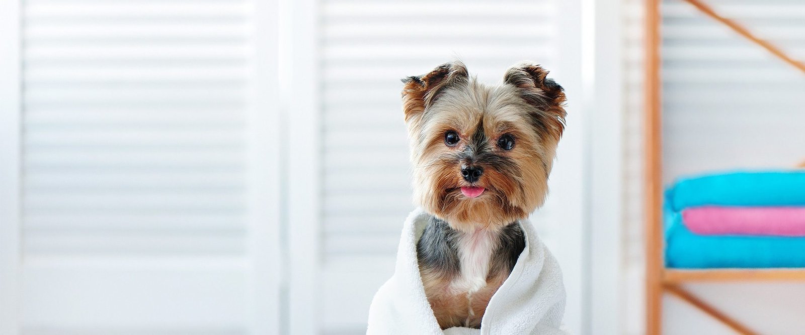 Misconceptions About Dog Grooming