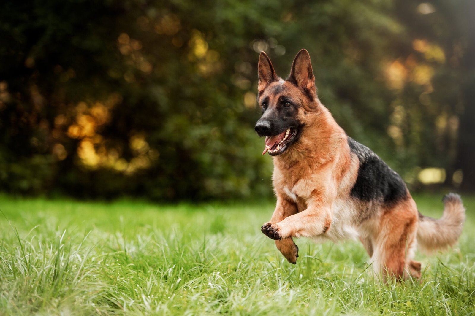 Grooming requirements for german shepherd in India