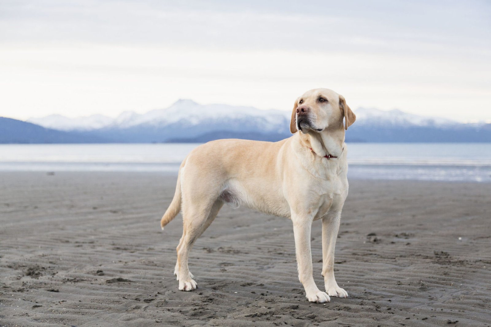 Grooming Requirements for Labrador in India