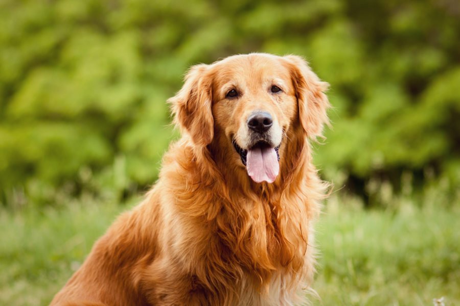 Grooming Requirements for Golden Retrievers in India