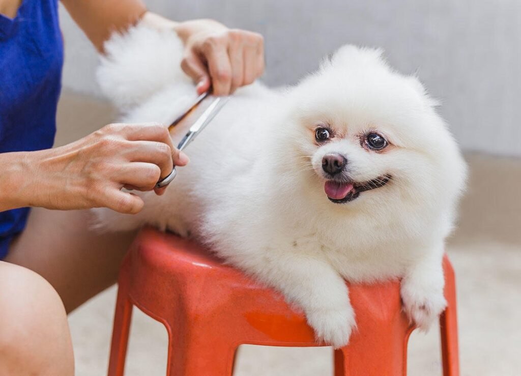 Top Pet Grooming Services in India