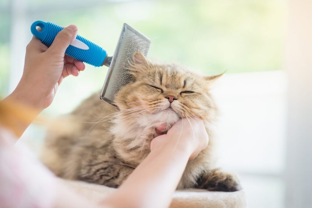 Cat Grooming Service at Home in Bangalore