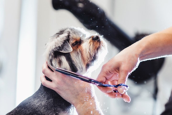 The Benefits of In-Home Pet Care Services