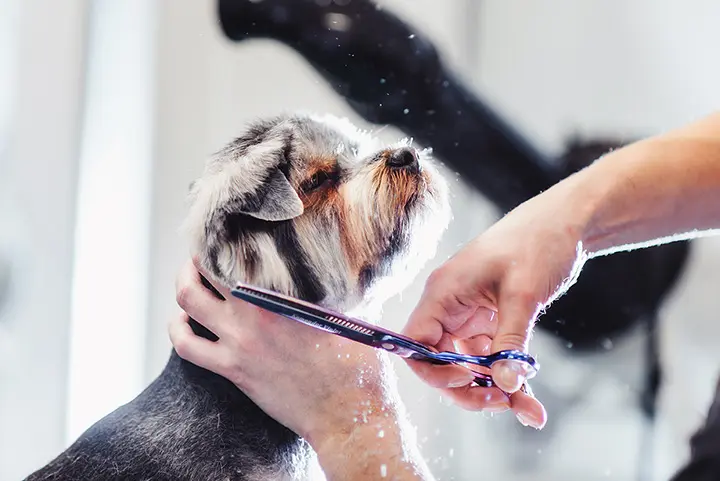 Pet grooming services at home