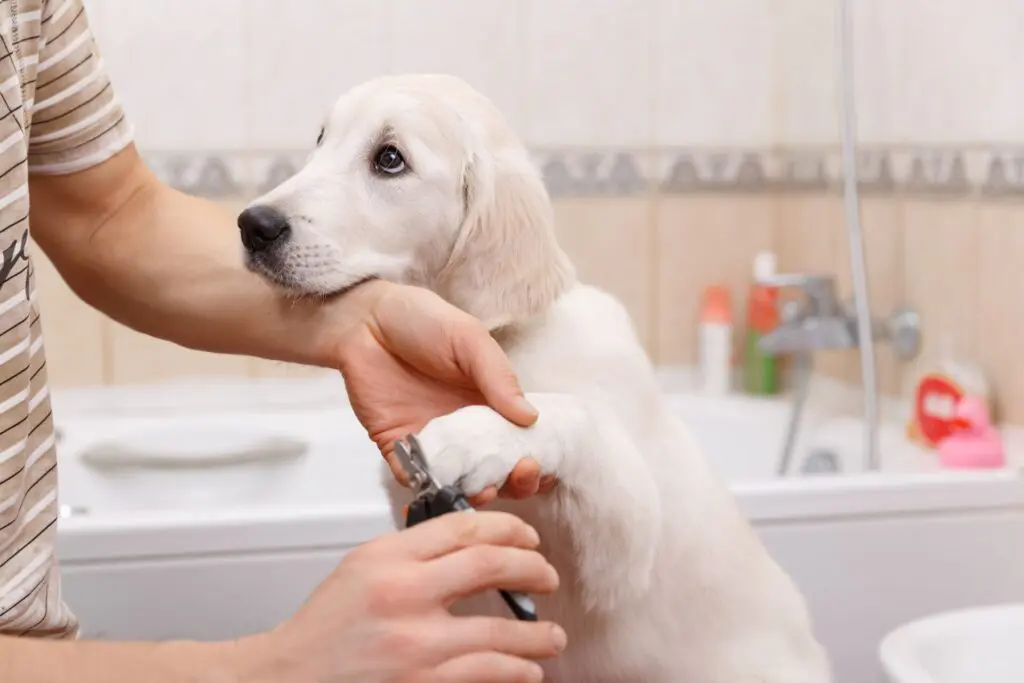 Top Pet Grooming Services in India