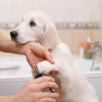 Top Pet Grooming Services in India