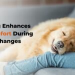 Pet grooming in Bangalore