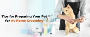 Pet grooming in Bangalore