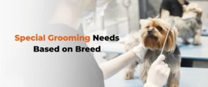 Top Pet grooming services in Bangalore at your call