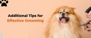 Top Pet grooming services in Bangalore at your call