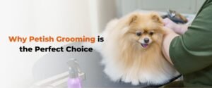 Pet grooming in Bangalore