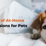 At-Home Grooming Sessions for Pets