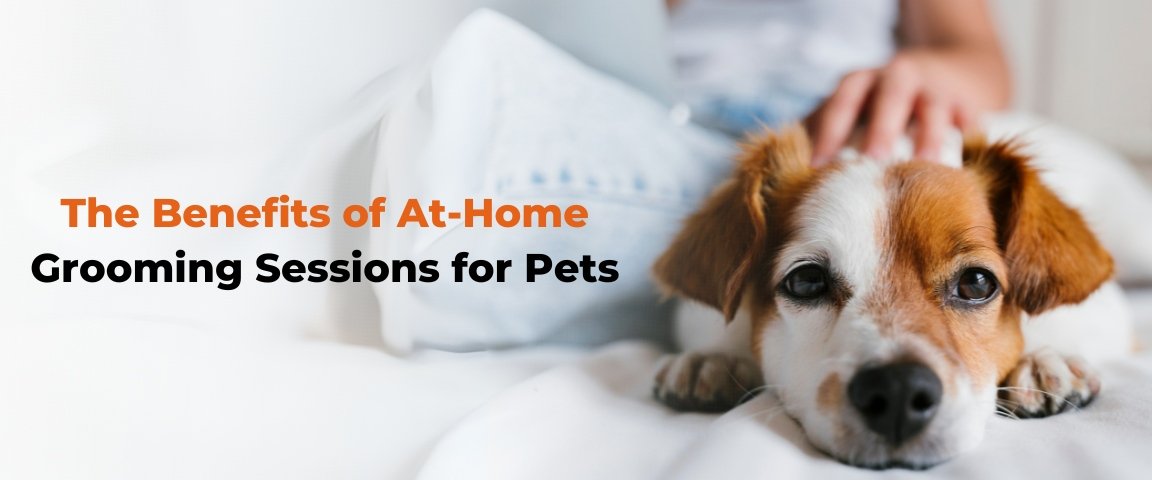 The Benefits of At-Home Grooming Sessions for Pets